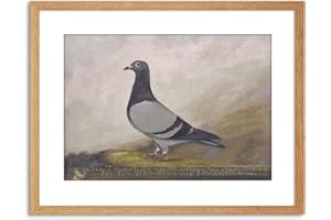 Wee Blue Coo 9x7 '' ANIMAL PIGEON DOVE BIRD FRAMED ART PRINT PICTURE MOUNT PHOTO F97X653