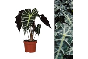CARBETH PLANTS Alocasia Polly - Elephant Ear Plant in 12cm Pot - 30-40cm in Height - Evergreen House Plant