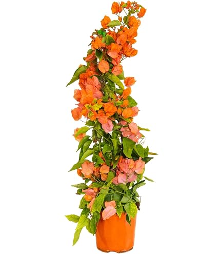 POWERS TO FLOWERS - FICUS TRIANGULARIS VARIEGATO IN VASO CERAMICA NERO Vaso 20cm Diametro Altezza 70cm Pianta Vera