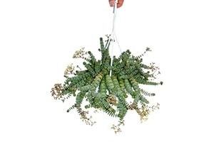 Crassula"Hottentot" 14cm, Crassula rupestris marnieriana, lampe suspendue