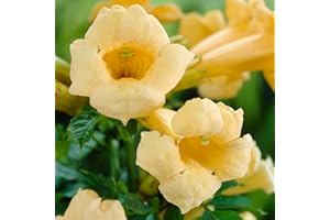 GARDENERSDREAM Campsis Flava | Yellow Trumpet Vine | Climbing Plants Outdoor Garden Ready to Plant | Flowering Garden Plants Hardy | Fast Growing for Trellis, Walls, Fences (9cm Pot, 20-30cm)