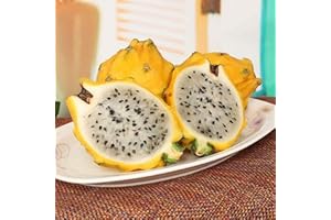 TOYHEART 50 Stück Premium-Fruchtsamen, Pitaya-Samen Rustikale Sukkulenten 3 Farben Ästhetische Pflanzensamen Für Yard Gelb