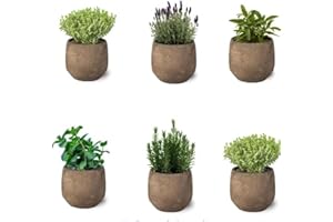 SMPLY. Mix de 6 Plantas Aromáticas Variadas de Exterior en Maceta Ø10 cm Hierbas para Cocinar Huerto urbano y Jardín (No incluye Maceta de Ceramica)