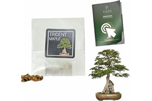 YUGEN BONSAI 30 Trident Maple Bonsai Seeds | Acer Buergerianum | Growing Guide | Grow Your Own Bonsai Tree | Bonsai Beginners and Enthusiasts