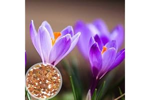 AchidistviQ 100 Pcs Graines De Plantes De Safran Graines Pollinisées Ouvertes Graines De Crocus Safran Tolérantes À La Sécheresse pour La Maison Jardin Jardin Décor Graines de Crocus au Safran