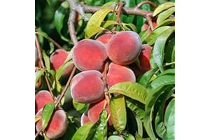 PILLE BAUMSCHULEN Pfirsichbaum winterhart Red Haven Pfirsich Obstbaum 80-120 cm 2-jährig im Topf