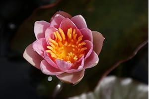 ZAC Wagner Rote Zwergseerose Nymphaea Pygmaea Rubra wunderschöne Seerose Teichpflanze Schwimmpflanze