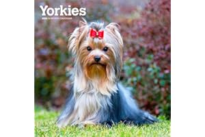 Yorkshire Terriers – Yorkshire Terrier – Yorkies 2026 – 16-Monatskalender: Original BrownTrout-Kalender [Mehrsprachig] [Kalender] (Wall-Kalender)