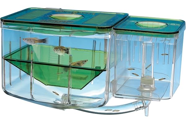 Penn-Plax AN2 Aqua Nursery and Hatchery, boîte d'élévage pour Votre Aquarium, Aide à protéger Les bébés Poissons des prédateurs