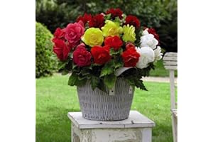 THOMPSON & MORGAN Begonia Tubers Corms Bulbs Double Mixed Upright Half-Hardy Tuber Corms Garden Plants Easy to Grow Your Own Garden Flower Plants 5X Bulbs by Thompson and Morgan (5)