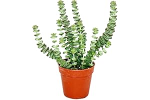 Exotenherz - Sukkulente - Crassula Hottentot - Felsen-Dickblatt - im 8,5cm Topf