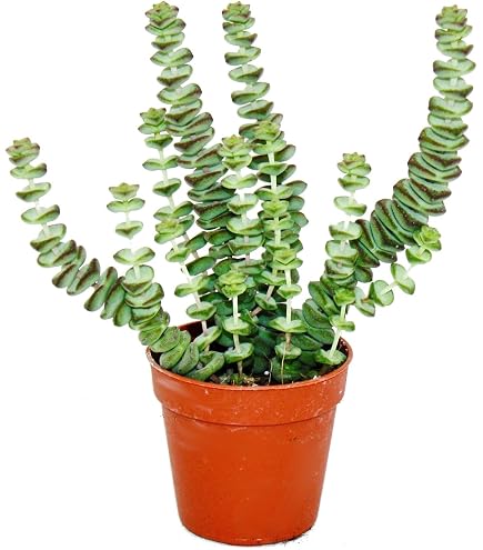 Fangblatt - Kalanchoe beharensis Klon 3 - Elefantenohr im  12 cm Topf -  groe Zimmerpflanze - pflegeleichte Sukkulente : Amazon.de: Garten