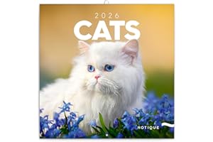NOTIQUE Calendrier mural 2026 - Calendrier brochure avec calendrier mensuel - Motif chats - 30 x 30 cm (30 x 60 cm) ouvert