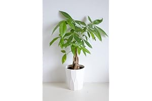 All Occasions Pachira Aquatica, Tropical Plant 50cm Tall, Real Plants to Grow in Your Office, Home, Bedroom, Kitchen and Living Room, Perfect for Clean Air, Delivered Next Day Prime
