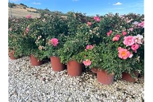 VIVAI DE LAURENTIIS Rosa Kordes Cubana vaso 19 cm