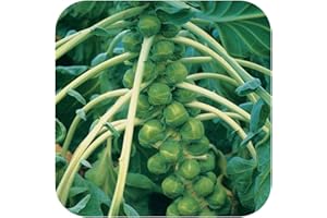 GROWTANICAL Organic Brussels Sprout F1 'Trafalgar' Mini Plug Plants x 12 'Grow Your Own'