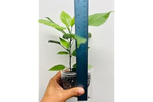 PLANTS PARADISE LTD Hibiscus Brilliant Red, Asian red Hibiscus, Jaswanti, Gudhal, Hibiscus rosa-sinensis, One Healthy Plant from UK