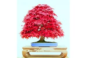 TREE SEEDS ONLINE Acer palmatum - Japanese Red Maple - Bonsai - 10 Seeds