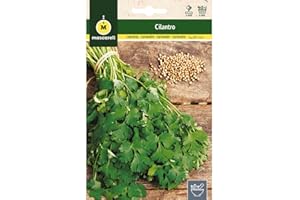 M MASCARELL SEMILLAS DESDE 1920 Mascarell Semillas, CILANTRO, Semillas de Hierbas Aromáticas para Plantar, Crea tu Propio Huerto en Casa, 10 Gramos