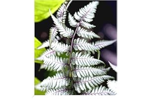 BALDUR Garten Winterharter Schmuck-Farn 'Silver Falls®', 1 Pflanze, Athyrium nipponicum, winterharte Staude, mehrjährig, pflegeleicht, für Standort im Schatten geeignet