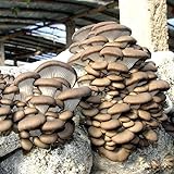150 pezzi deliziosi semi di funghi fragranti semi di piante da cortile da giardino per piantare giardini Semi Di Fungo
