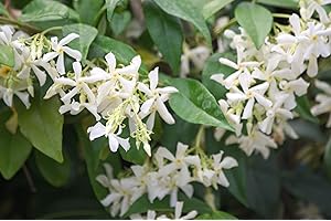 Jasmin Étoilé Jasminoïdes C 3 Litres