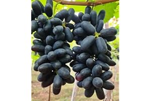 ZZNCHH Ggrape Bare Root, Excellent Display,Good for Containers Finger Grape Root, Grape Vine Plant-2 Roots-H
