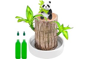 BAGUBDR Brazilian Wood Plant, Bamboo Plant Brazilian, Lucky Brazilian Wood Hydroponic Potted Tree Stump Indoor Air Purifying Magic Sprouting Natural Decoration