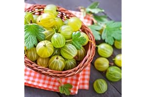 ZHOUBAA Samen für Gartenarbeit, 50 Stück gesunde Stachelbeere, Johannisbeere, Fruchtsamen, saftige Bonsai-Pflanze