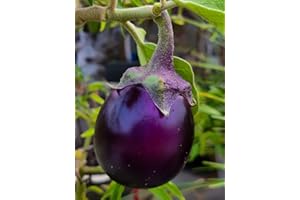 MES GRAINES POTAGÈRES Lot de 100 Graines d'Aubergine Ronde de Valence - Variété resistance et productive - Chair Blanche et délicieuse - goût prononcé - Semences Reproductible