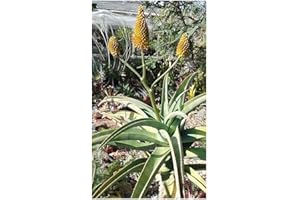 EXOTIC PLANTS Aloe arborescens - Aloe de Krantz - Aloe candélabre - 10 graines