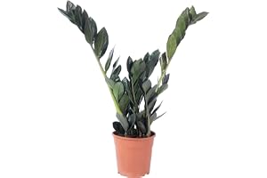 Flowerbox Lyckofjäder "Raven" 4+ - lättskött krukväxt, svart Zamioculcas zamiifolia - höjd ca 35 cm, kruka 14 cm