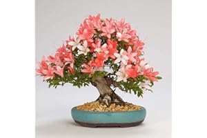 FASH LADY Portal Cool Typ 16: 10 Stücke Kirsch Bonsai Bonsai Baum Japanische Neue Blüten Sakura Blumensamen T