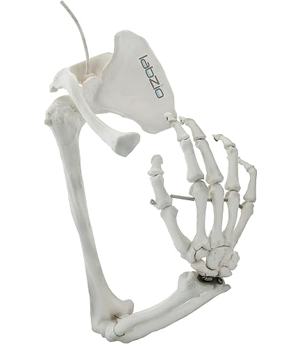 ZX | Human Leg Bones Model (Lower Limb Skeleton), Life Size