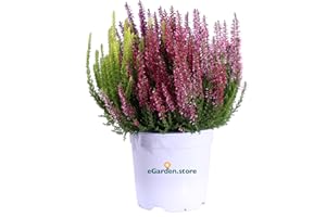 eGarden.store - Pianta vera di Erica Calluna Vulgaris vari colori disponibili - Pianta ornamentale fioritura autunnale/invernale ideale da coltivare in balcone o giardino (Tris v.14 cm)
