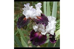 YGHESFDE Bulbos de flores exterior todo año - Bulbos iris de barba - Bulbos de flores exterior iris - Florecer en el jardín de verano-4bulbos-D