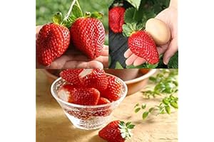 ZHOUBAA Semi per piantare, 20/100 semi giganti di fragola per uso in fibra alta, non OGM, semi di fragola giganti per giardino, 100 pezzi