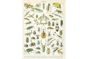 ARTERY8 Millot Encyclopedia Page Insects Beetles Unframed Wall Art Print Poster Home Decor Premium