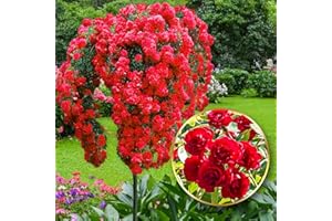 EUROPA GREEN Stammrosen - Ideal für Balkon, Terrasse, Kleiner Garten - Geeignet für Töpfe und Freiland (Scarlet)