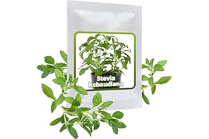 MAGIC OF NATURE STEVIA Nasiona ok. 100 sztuk/opakowanie – zioło lukrecji/zioło miodowe