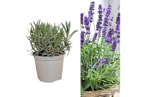 Carbeth Plants Planta de hierbas de lavanda inglesa, 1 maceta grande de 14 cm, vertical y arbustiva, lavanda púrpura para cultivo en interiores y exteriores, planta de jardín perfumada para macetas