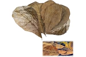 QEHYUELEFU 10 Pack Indian Almond Leaves for Betta Fish Tank Water Treatment, Catappa Leaves Reduce Stress shrimp aquarium care Lower pH for Aquarium Fish Tank Use