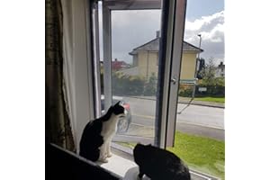 Flat Cats window screens - Single Pack - Selection of sizes (60cm x 100cm, Grey Mesh/White Fixings)