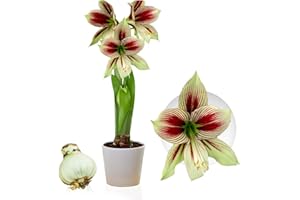 DUTCH BULBS EXCLUSIVE PLANTS FROM HOLLAND Amaryllis Bulbe Papilio - 1 pièce - Bulbes à fleurs grand format 20/22 - Naturelle plantes de Hollande - Hippeastrum (pas de graines, sans cire, non artificielle)