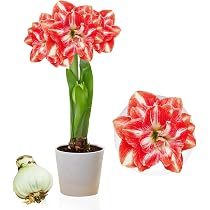 Bulbe Amaryllis Double White Format 26/30 - Gros Bulbe, Fleurs Spectaculaires, Facile à Cultiver En Intérieur