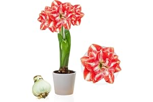 DUTCH BULBS EXCLUSIVE PLANTS FROM HOLLAND Amaryllis Double Red-White Bulbo, 1 bulbo de flor en formato grande 26/30, Exclusivo plantas y flores de Holanda, real Hippeastrum (no semillas, no cera y no artificial)