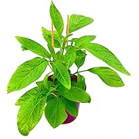 Pepino Melonen Birne Solanum muricatum Obst Pflanzen 1Stk.