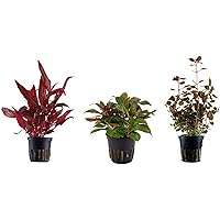 Tropica Pflanzen Set mit 3 schönen roten Topf Pflanzen Aquariumpflanzenset Nr.13 Wasserpflanzen Aquarium…