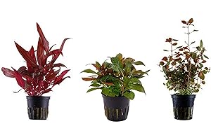 TROPICANA Tropica Pflanzen Set mit 3 schönen roten Topf Pflanzen Aquariumpflanzenset Nr.13 Wasserpflanzen Aquarium Aquariumpflanzen
