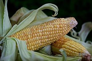 MES GRAINES POTAGÈRES Lote de 50 semillas de maíz dulce Golden Bantam - Variedad antigua con espigas amarillas - Muy buen sabor